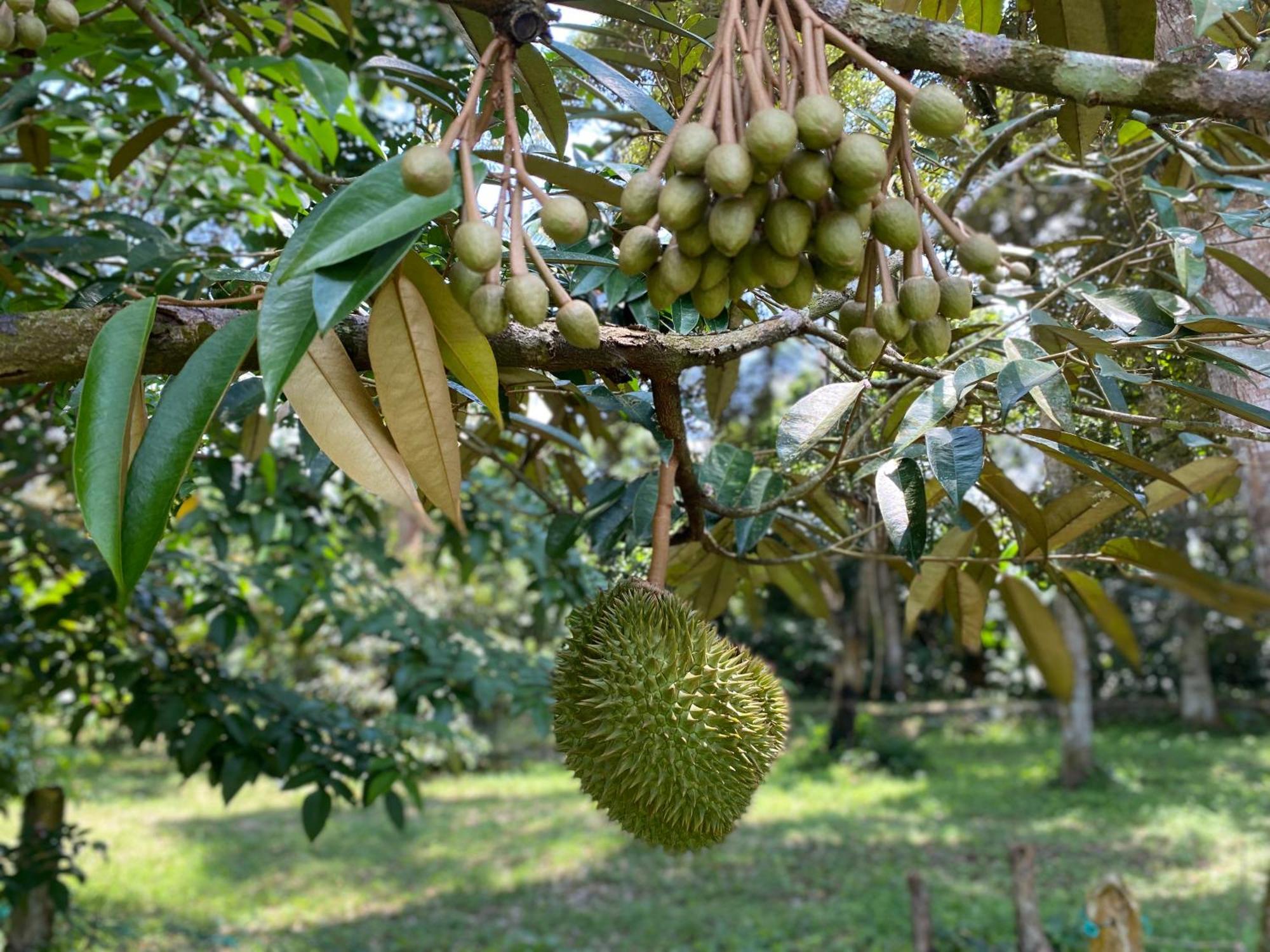 Kebun Puisi Villa Kajang Buitenkant foto